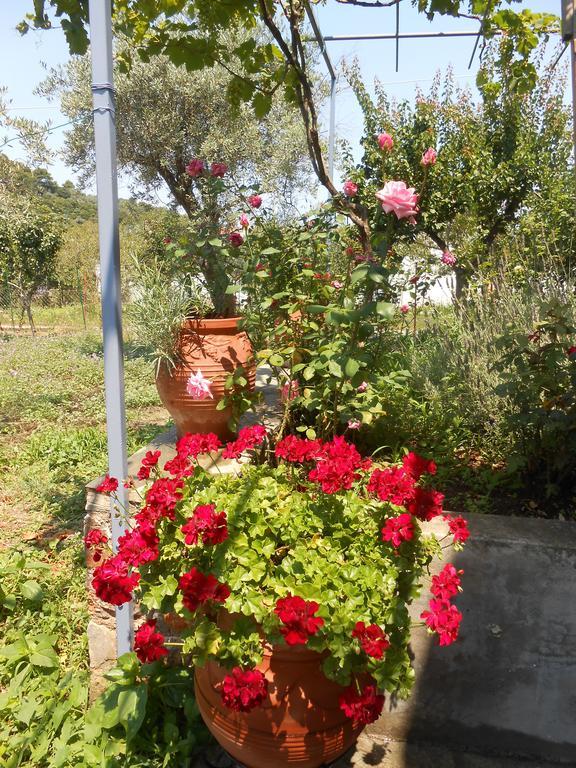 Hotel Dafnes Skopelos Zewnętrze zdjęcie